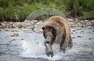 Alaskan brown bear at McNeil River