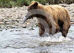 Alaskan brown bear at McNeil River