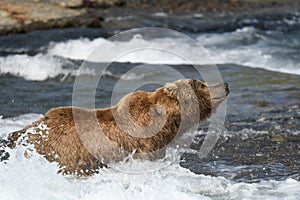 Alaskan brown bear at McNeil River