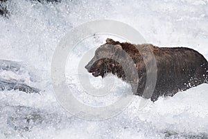 Alaskan brown bear at McNeil River