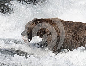 Alaskan brown bear at McNeil River