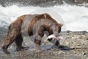 Alaskan brown bear at McNeil River