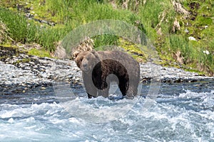 Alaskan brown bear at McNeil River