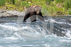 Alaskan brown bear at McNeil River