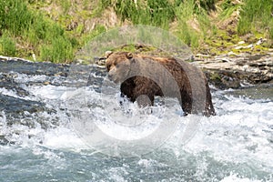 Alaskan brown bear at McNeil River