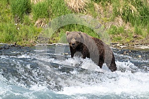 Alaskan brown bear at McNeil River