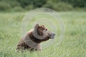 Alaskan Brown bear at McNeil River