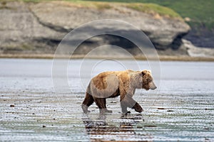 Alaskan brown bear on mudflats