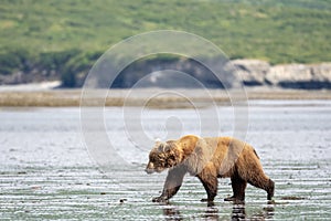 Alaskan brown bear on mudflats