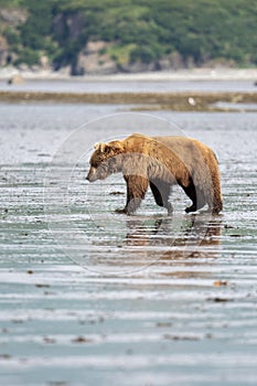 Alaskan brown bear on mudflats