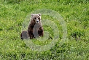 Alaskan brown bear in an open meadow