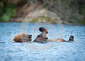 Alaskan brown bear playing