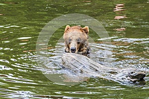 A view of an Alaskan brown bear playing with a log in the waters of Disenchartment Bay close to the Hubbard Glacier in Alaska