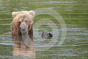Alaskan brown bear relaxing at McNeil River