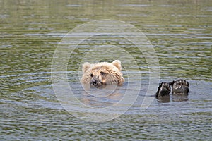 Alaskan brown bear relaxing at McNeil River