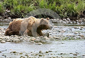 Alaskan brown bear resting