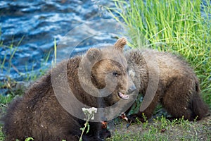 Alaskan brown bear with salmon