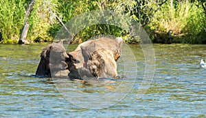 Alaskan brown bear with salmon