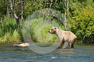 Alaskan brown bear with salmon