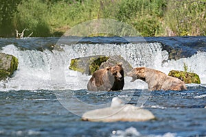 Alaskan brown bear with salmon