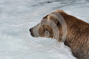 Alaskan brown bear with salmon