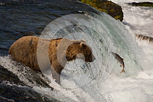 Alaskan brown bear with salmon