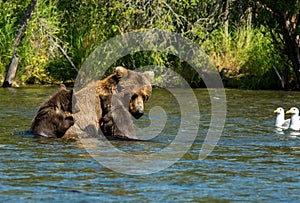 Alaskan brown bear with salmon