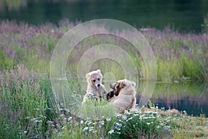 Alaskan brown bear with salmon