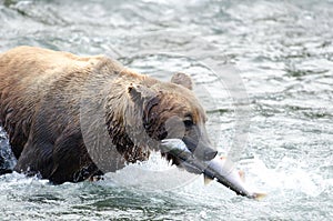 Alaskan brown bear with salmon in its mouth