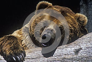 Alaskan Brown Bear at San Diego Zoo, CA., ursus arotos gyas