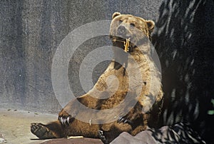 Alaskan Brown Bear at San Diego Zoo, CA. , ursus arotos gyas