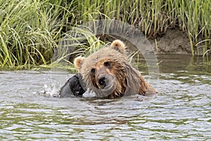 Alaskan brown bear scratching