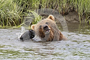 Alaskan brown bear scratching