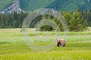 Alaskan Brown Bear photo