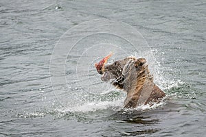 Alaskan brown bear sitting in the Brooks River shaking water off head with fresh caught salmon in mouth, Katmai National Park, Ala