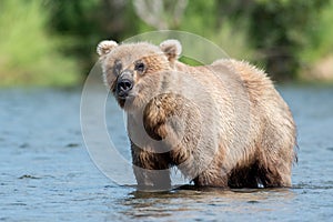 Alaskan brown bear sow