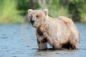 Alaskan brown bear sow