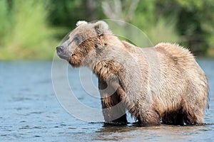 Alaskan brown bear sow