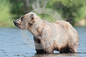 Alaskan brown bear sow