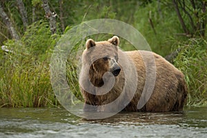 Alaskan brown bear sow