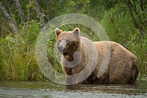 Alaskan brown bear sow