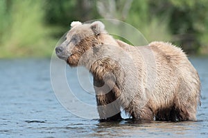 Alaskan brown bear sow