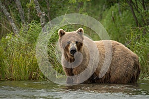 Alaskan brown bear sow