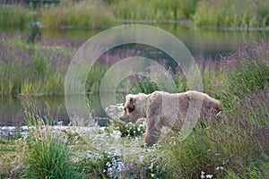 Alaskan brown bear sow