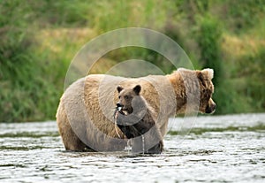 Alaskan brown bear sow and cub