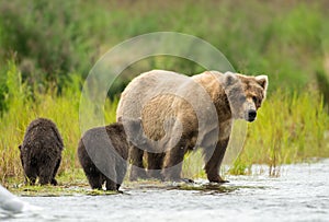 Alaskan brown bear sow and cub