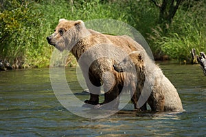 Alaskan brown bear sow with cub