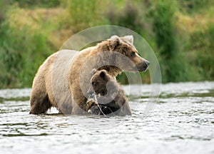 Alaskan brown bear sow and cub