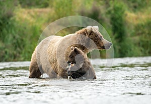 Alaskan brown bear sow and cub