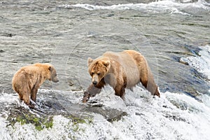 Alaskan brown bear sow and cub